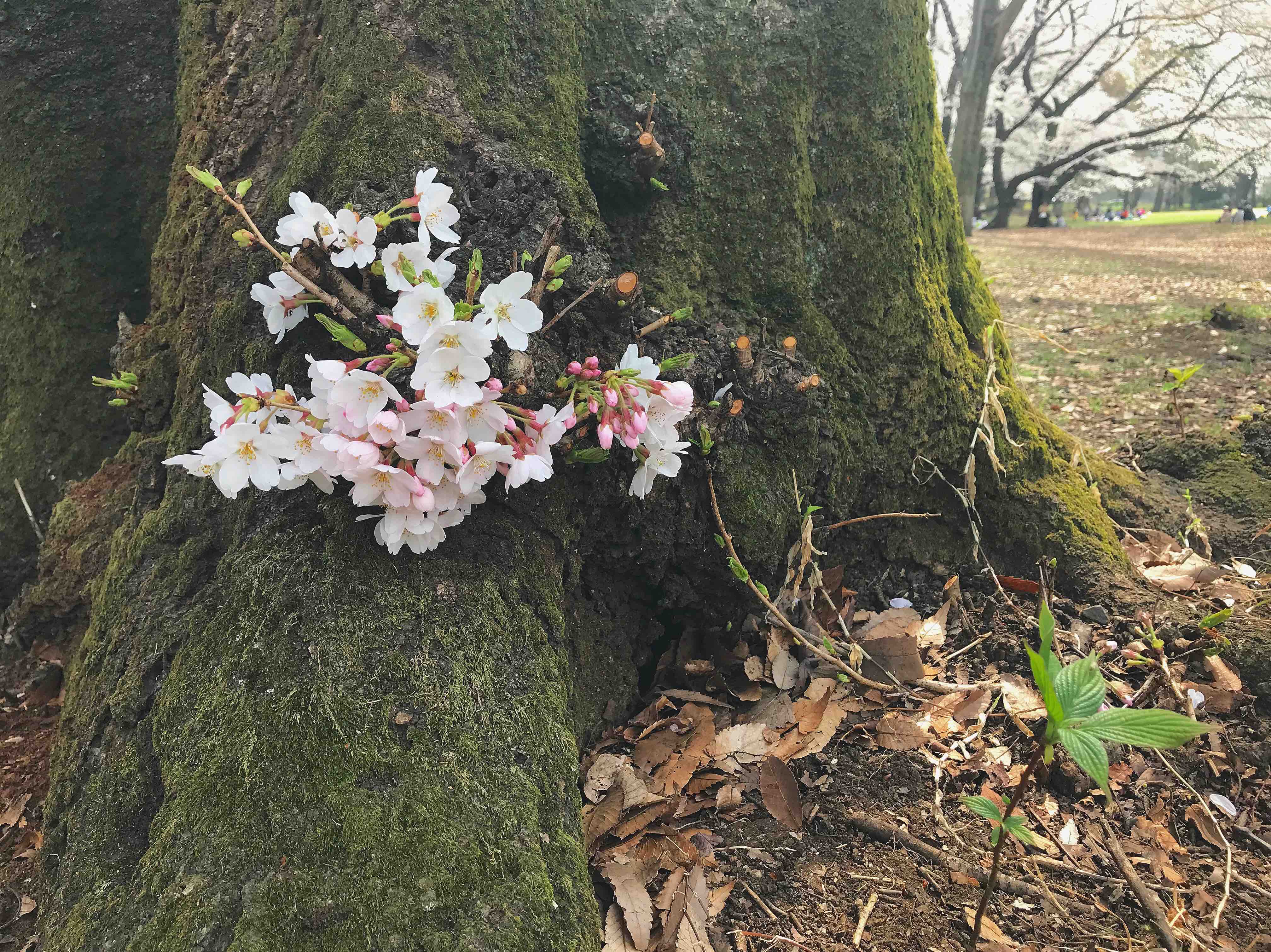 桜