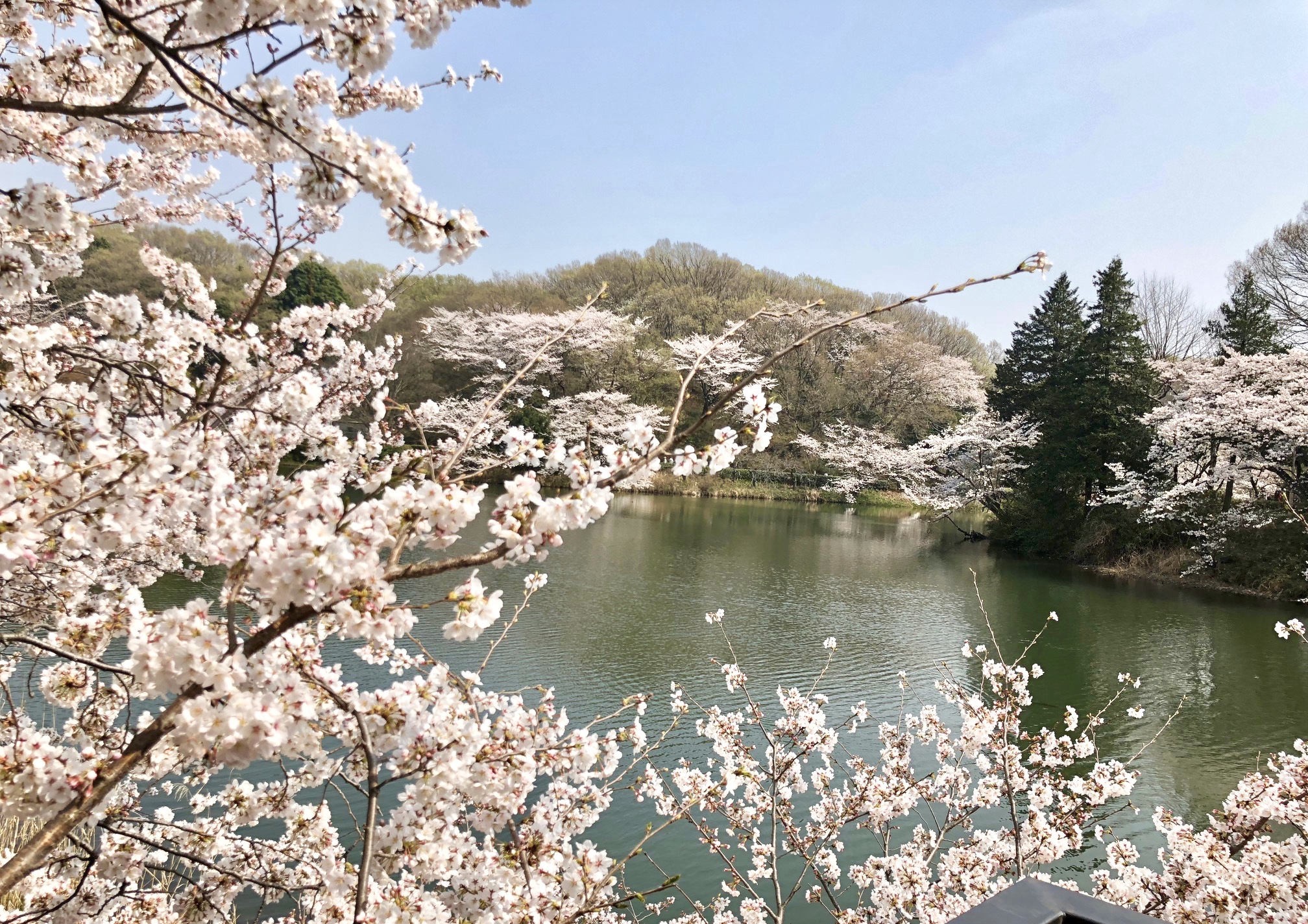 お花見